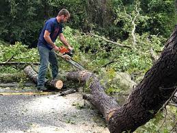 Best Grass Overseeding  in Pine Mountain Clu, CA