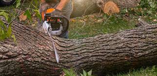 Best Tree and Shrub Care  in Pine Mountain Clu, CA
