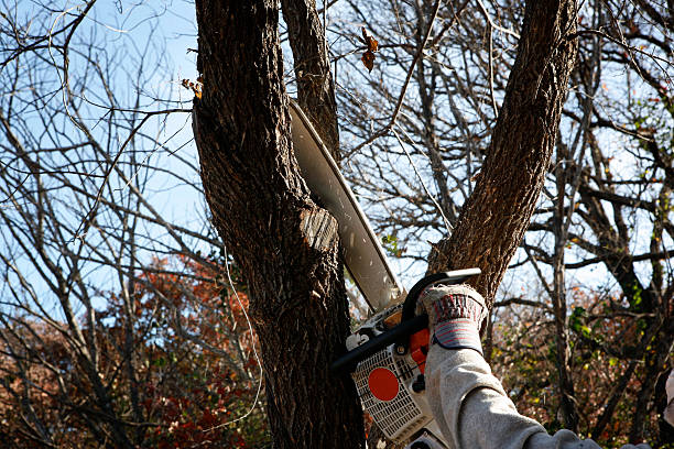 Best Pest Control for Lawns  in Pine Mountain Clu, CA