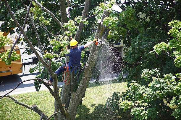 Best Tree Mulching  in Pine Mountain Clu, CA