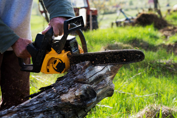 Lawn Maintenance Plans in Pine Mountain Clu, CA