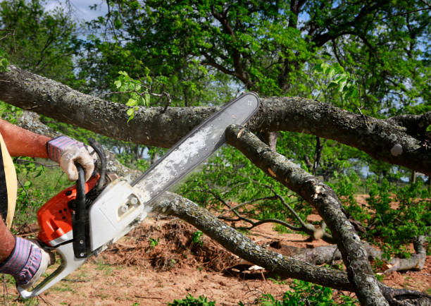 Best Stump Grinding and Removal  in Pine Mountain Clu, CA