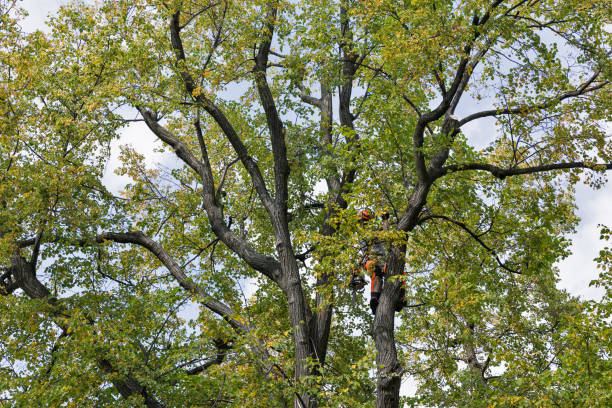 Reliable Pine Mountain Clu, CA Tree Care Solutions